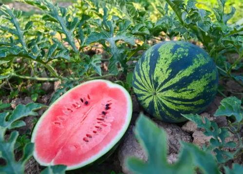 夏日吃瓜的视频,跟着视频学吃瓜技巧