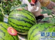 流调信息吃瓜,一场吃瓜群众的全民侦探之旅