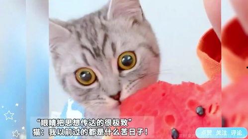 怎么给猫吃瓜
