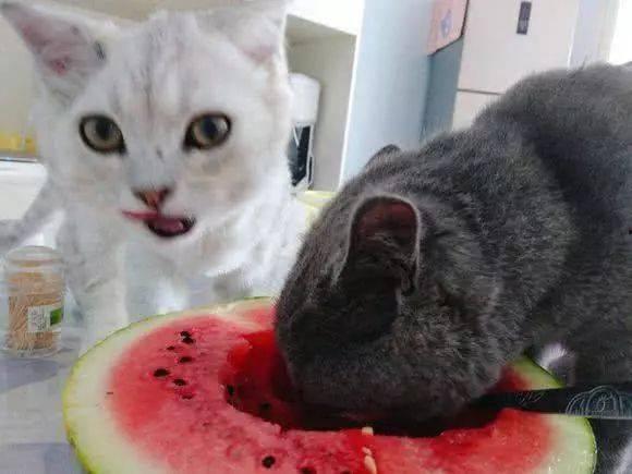 怎么给猫吃瓜