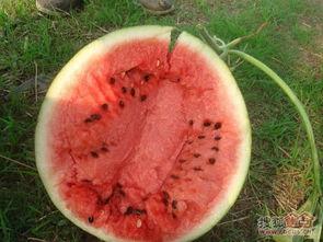 大妈云南吃瓜,一场味蕾与自然的邂逅