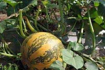 吊瓜是吃瓜还是吃籽的,是品味甘甜还是咀嚼籽香？