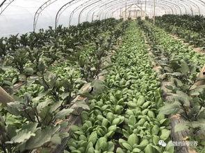 南坪河边吃瓜,街头巷尾的欢乐时光