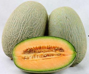 蜜瓜和哈密瓜哪个季节吃
