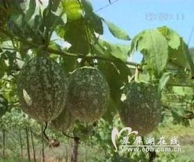 小瓜降糖吗吃吊瓜降糖吗,探究天然食材的降糖效果