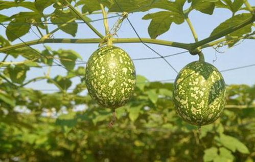 小瓜降糖吗吃吊瓜降糖吗,探究天然食材的降糖效果