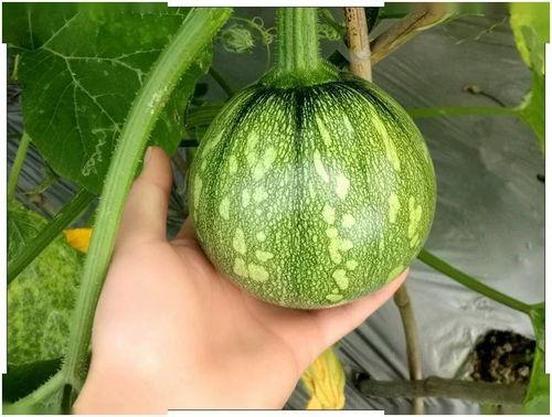 小瓜吃瓜气场,揭秘网络热议背后的神秘力量