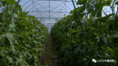 西昌吃瓜号,揭秘当地美食背后的故事与风情