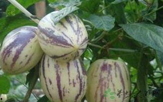 吃茄瓜注意什么,注意事项一览