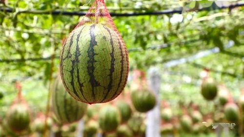 东子吃瓜,揭秘娱乐圈幕后故事