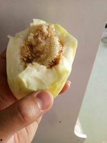 155论坛吃瓜,揭秘网络吃瓜群众的狂欢盛宴