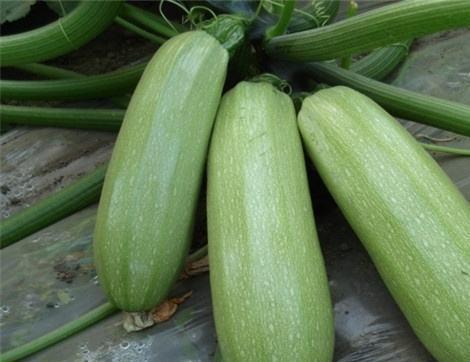 无藤瓜的瓜尖可以吃吗