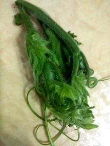 无藤瓜的瓜尖可以吃吗