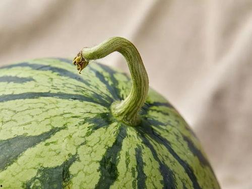 超级吃瓜人,揭秘娱乐圈幕后风云