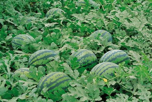 草木仙天界吃瓜,一场奇幻的吃瓜盛宴