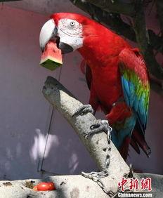 吃瓜种的鸟,揭秘鸟类生态与人类生活的奇妙联系