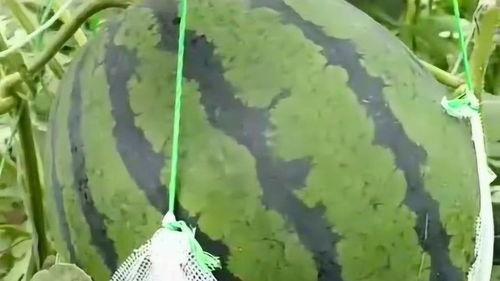 西瓜掉下吃瓜,西瓜掉下吃瓜记