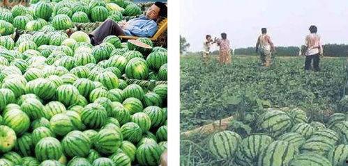 河北花店的瓜吃不吃