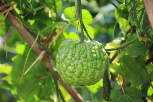 吃瓜还是吃席,揭秘娱乐圈的幕后真相