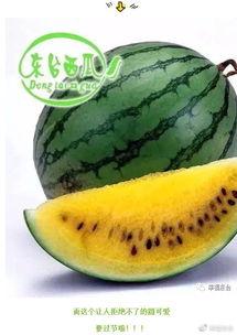 吃瓜吃到好瓜,揭秘美食背后的故事