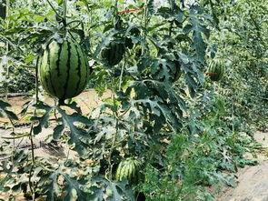 江北北吃瓜,揭秘娱乐圈背后的那些事儿