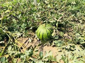 江北北吃瓜,揭秘娱乐圈背后的那些事儿