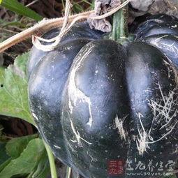 孕初期吃方瓜,营养美味，助力母婴健康